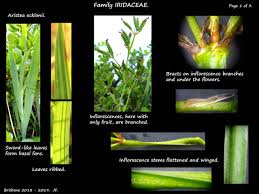 Image result for Aristea ecklonii