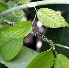 Image result for Gouania