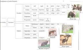 Classify Land Animals Practical Pages