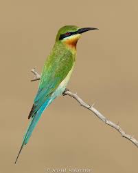 Image result for Philenoptera bussei