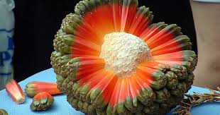 46 Of The World S Weirdest Fruits And Vegetables Bored Panda