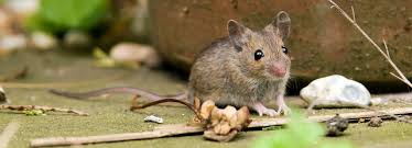 Rodent control and removal in san antonio. Critter One Rodent Removal San Antonio Surrounding Areas Critter One