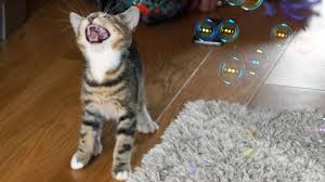 We did not find results for: Funny Cats And Kittens Playing With Bubbles Funny Cat Videos Youtube