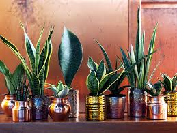 Check spelling or type a new query. Best Bathroom Plants To Decorate Your Modern Bath With Greenery Interiorzine