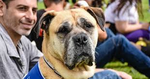 Hounds On The Heath Is A Barking Success For The Mayhew