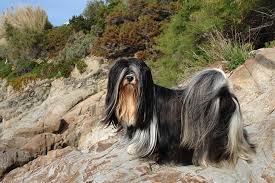 However, the lhasa has a temperament and carriage all its own. Lhasa Apso Dog Breed Information