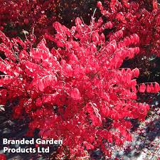 Image result for Agelanthus myrsinifolius