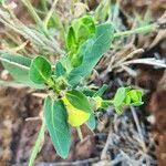 Image result for Justicia odora