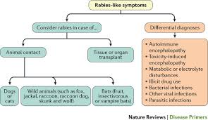 Early symptoms are often similar to those seen with. Rabies Nature Reviews Disease Primers