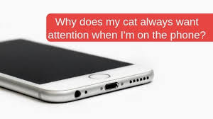 Contrary to popular belief, certain breeds of cats and dogs don't typically get along better than others. Why Your Cat Always Wants Attention When You Re On The Phone