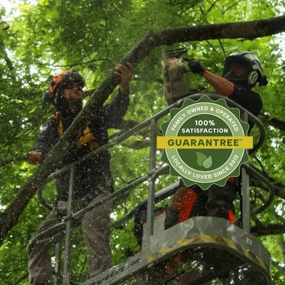 Tree Service St. Croix Valley | #1 Trusted NWI Tree Service 🌳