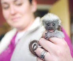 How Much Does A Finger Monkey Cost Cute Animals Animals Beautiful Cute Baby Animals