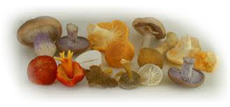 Wild Mushroom Foraging Guide Online