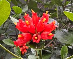 Image result for Pomaria burchellii