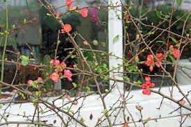 The flowers are often followed by hard yellow fruit which ripens in the fall. Gardening 101 Flowering Quince Gardenista