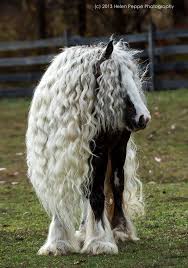 Usually, all mammals have hair on the skin. 84 Animals With Majestic Hair Bored Panda