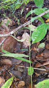 Image result for Achyrospermum carvalhoi
