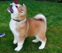 Our standards for akita breeders in texas were developed with leading veterinarians and animal welfare experts. Akita Inu Purebred Ratses