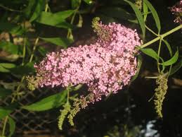 Therefore, i recommend using a quality potting soil or potting mix, or a 50/50 combination thereof and a container with a drainage hole(s) in the bottom. Master Gardener How To Plant A Butterfly Bush Press Enterprise