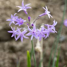 Image result for Tulbaghia alliacea