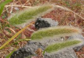 Image result for Polypogon