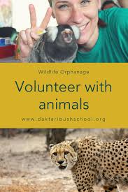 Volunteer Work With Orphaned Wild Animals At Daktari Bush School Wildlife Orphanage Volunteering In Volunteer Orphanage Volunteer Volunteering With Animals