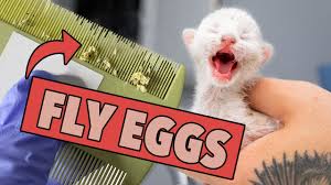 Ugh These Kittens Are Covered In Fly Eggs Learn What To Do How To Help Youtube