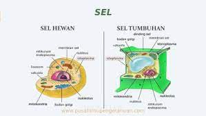 Sel hewan dan sel tumbuhan sel hewan berbagai macam, dapat berubah ubah bentuk sel hewan terdiri dari vesikel, mitokondria, sentriol, nukleus, nukleolus, kromatin, ribosom, retikulum endoplasma, mikrotubulus, membran plasma, vacuola, sitosol, selaput inti, badan golgi, lisosome, dan vesikel. Sel Pengertian Struktur Membran Inti Organel Dan Fungsi