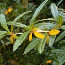 Image result for Berberis verruculosa