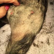 Image result for mastocytoma in dogs