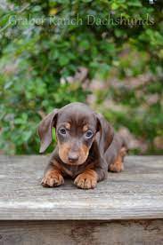 In doing this, we also help to improve the lives of those who adopt our rescues. Welcome To Graber Ranch Dachshunds