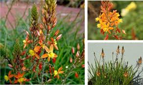 Image result for Bulbine