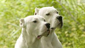 Which Dangerous Dogs Are Banned In The Uk The Week Uk