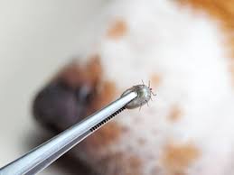 Stick a clove of garlic into the soil of houseplants to keep bugs away. Ticks In Dogs Dog Health The Kennel Club
