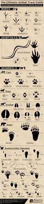 Wild Animal Paw Print Chart Www Bedowntowndaytona Com