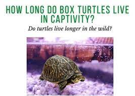 Jun 06, 2021 · turtles also can live a long time and often need specialized care. How Long Do Box Turtles Live In Captivity Turtleholic