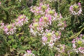 Image result for Cleome macrophylla