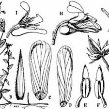 Image result for Viola abyssinica