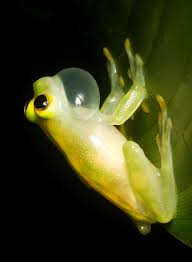 Image result for glass frog