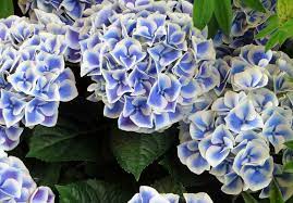 Growing Hydrangeas Australian Handyman Magazine