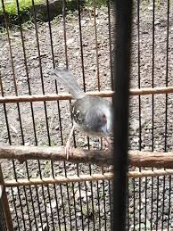 Maybe you would like to learn more about one of these? Burung Ciblek Semi Kapas Posts Facebook