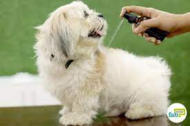Top 3 Homemade Anti Itch Dog Spray Recipes Fab How