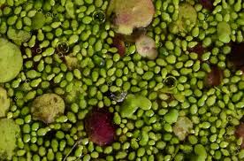 Image result for Wolffia arrhiza