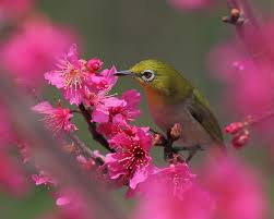 Beautiful nature pictures beautiful nature wallpaper beautiful landscapes beautiful gardens beautiful places beautiful beautiful beautiful lights garden types landscape photography. 44 Wallpaper Birds And Flowers On Wallpapersafari