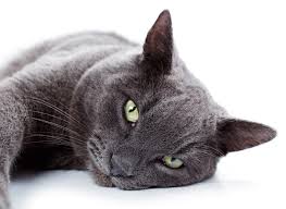 Bleu Russe Chats Informations Sur Les Races Omlet