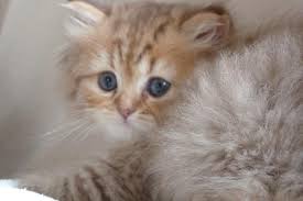 Hanxouna Moon Male British Longhair Chocolat Golden Shaded Cat Chat Animal Babycat Kitten Bordeaux Britishlonghair Ar Baby Cats Cute Cats Cattery