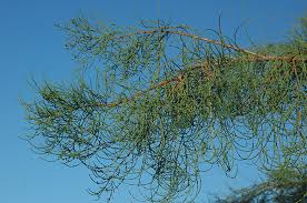 Image result for Viscum cylindricum