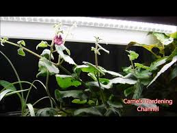 Image result for Asarina