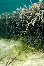 Image result for Cymodoceaceae