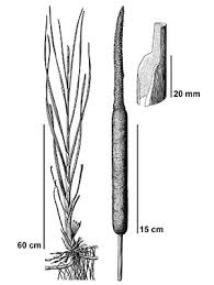 Image result for Typha